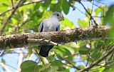 Blue Ground Dove